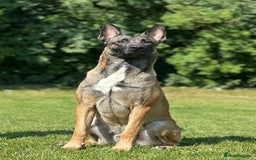 Belgian Shepherd Dog dogs for stud: Belgian Malinois  - Image 6