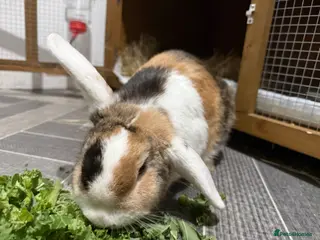 Harlequin rabbits FEMALE BUNNY AND HER BABIES - Advert 1