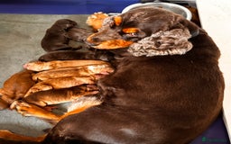 Cocker Spaniel dogs for sale: top quality health tested repeat mating show type - Image 6