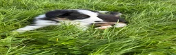Border Collie dogs for sale: Fluffy male purebred border collie puppies  - Advert 17