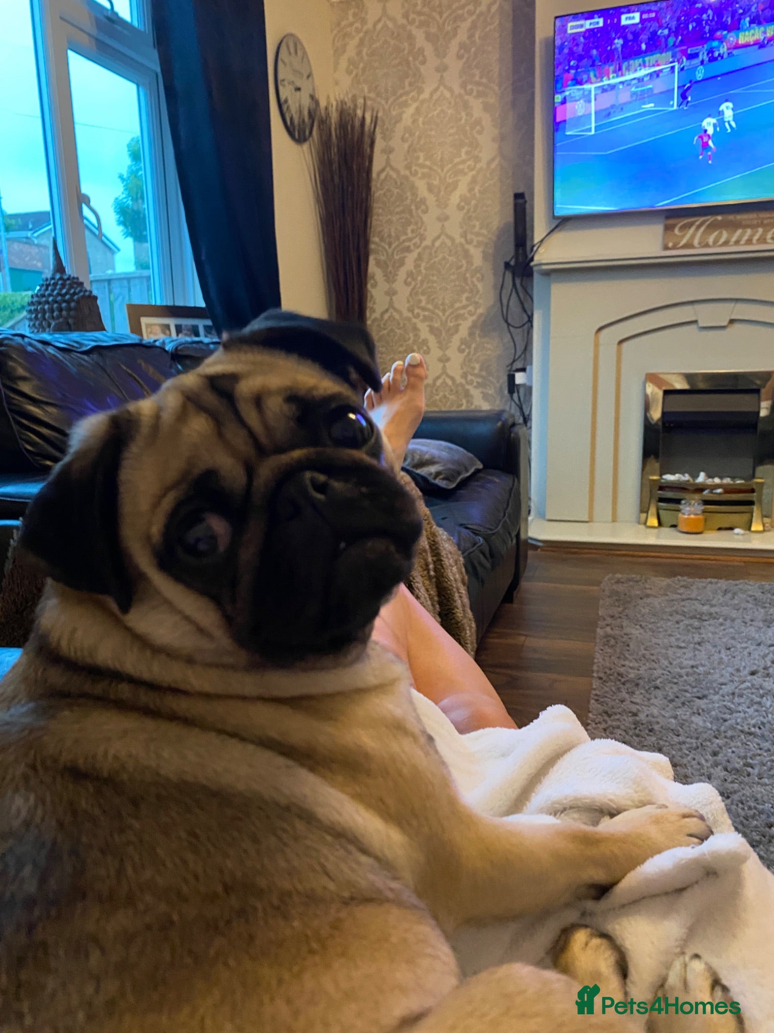 Mixed Breed dogs pug x shitzu  - Advert 1