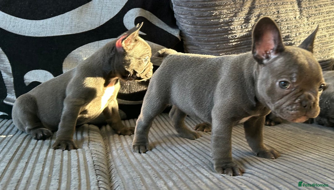 French Bulldog dogs for sale: 4 Solid Blue French Bulldog Girls - Advert 27