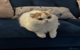 British Longhair cats for sale: Red and white British Long Hair Male  - Image 3