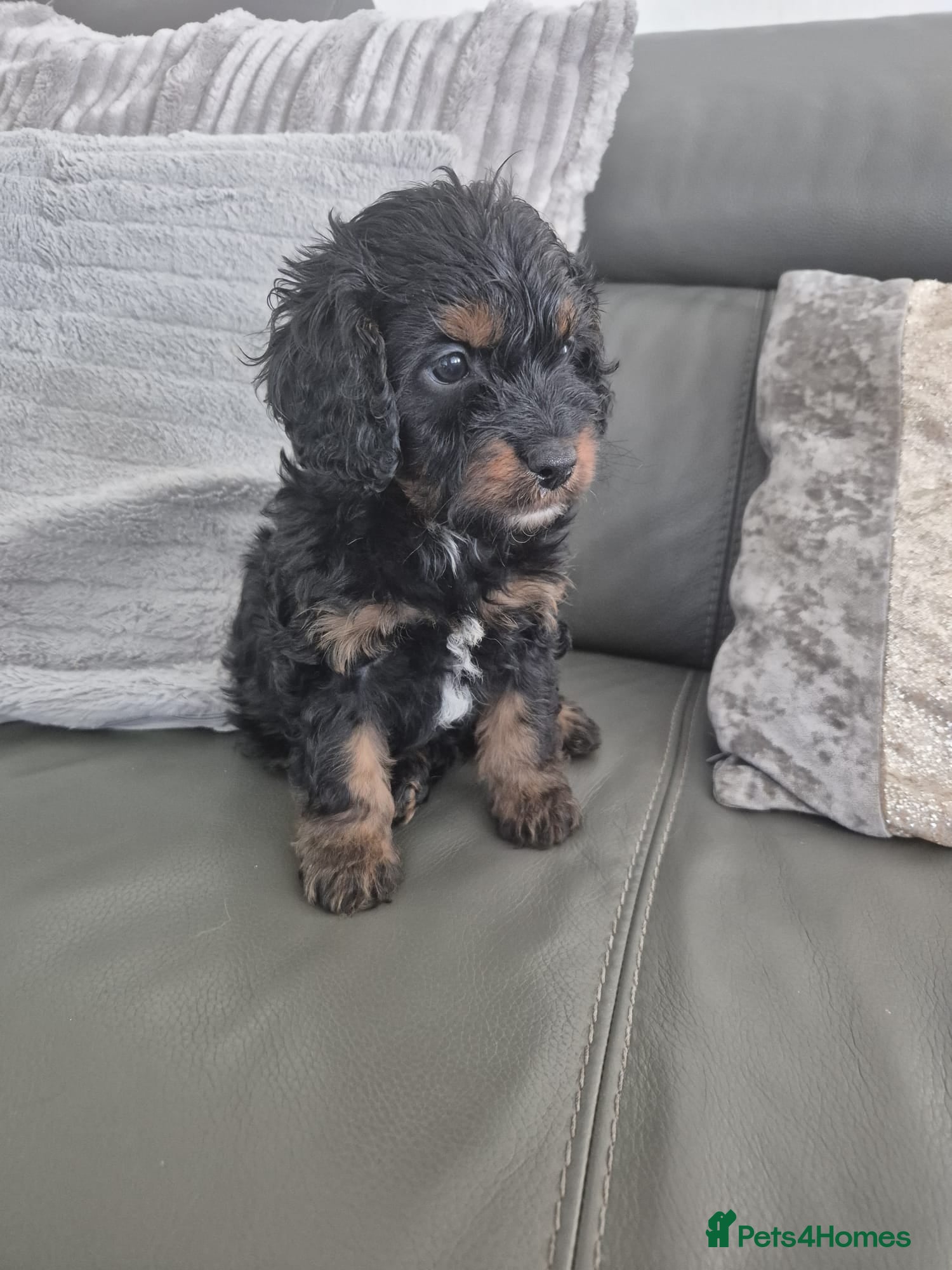 Cavapoo dogs F1 Cavapoo's  - Advert 2