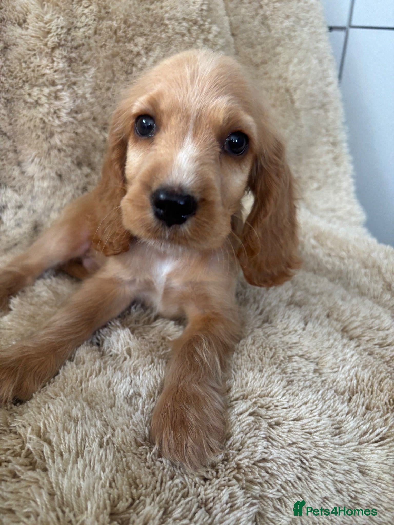 Cocker Spaniel dogs Beautiful show type cocker spaniels READY NOW - Advert 1