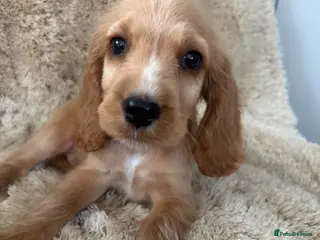 Cocker Spaniel dogs Beautiful show type cocker spaniels READY NOW - Advert 1