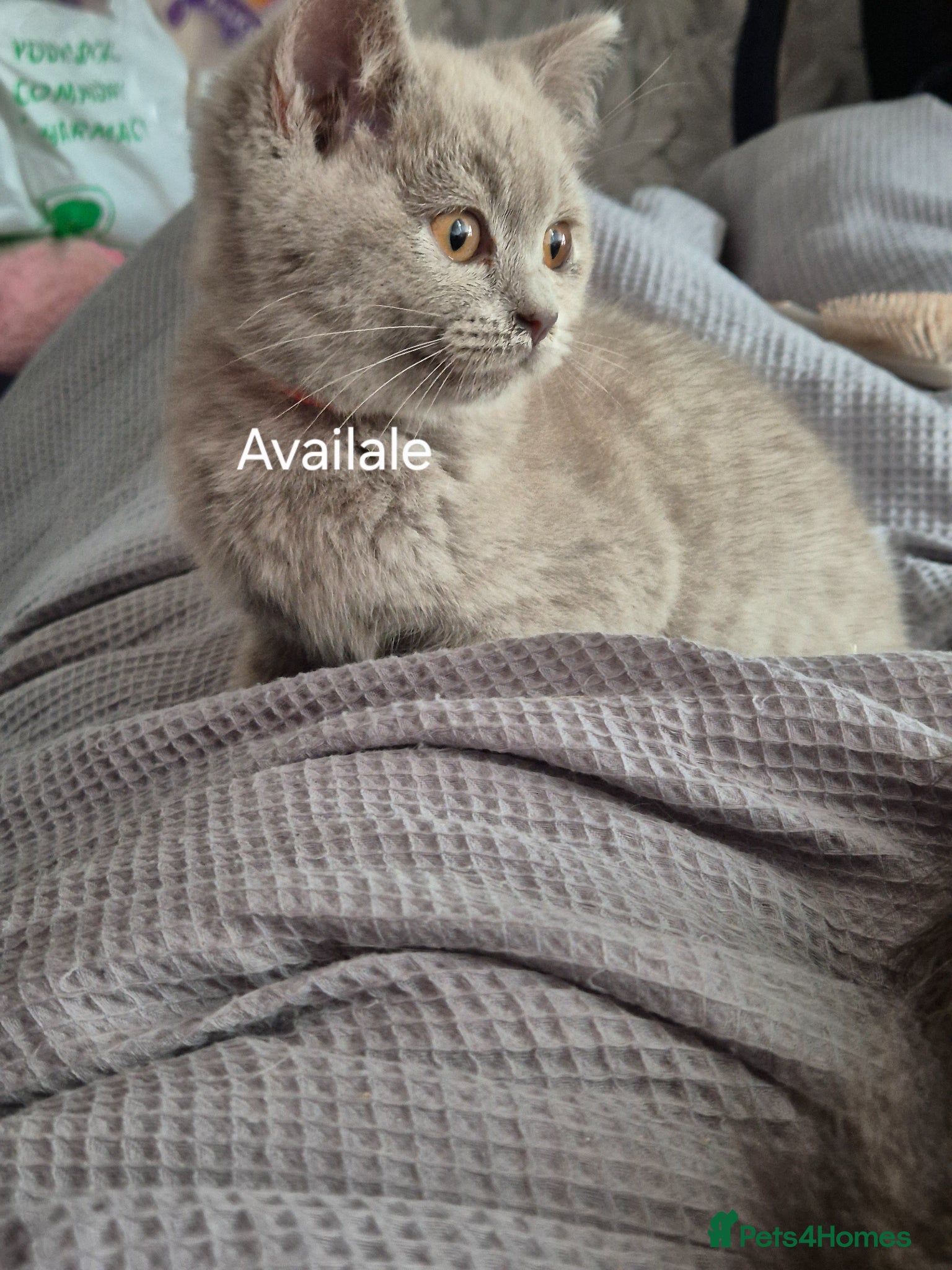 Mixed Breed cats British Shorthair X Ragdoll kittens  - Advert 1