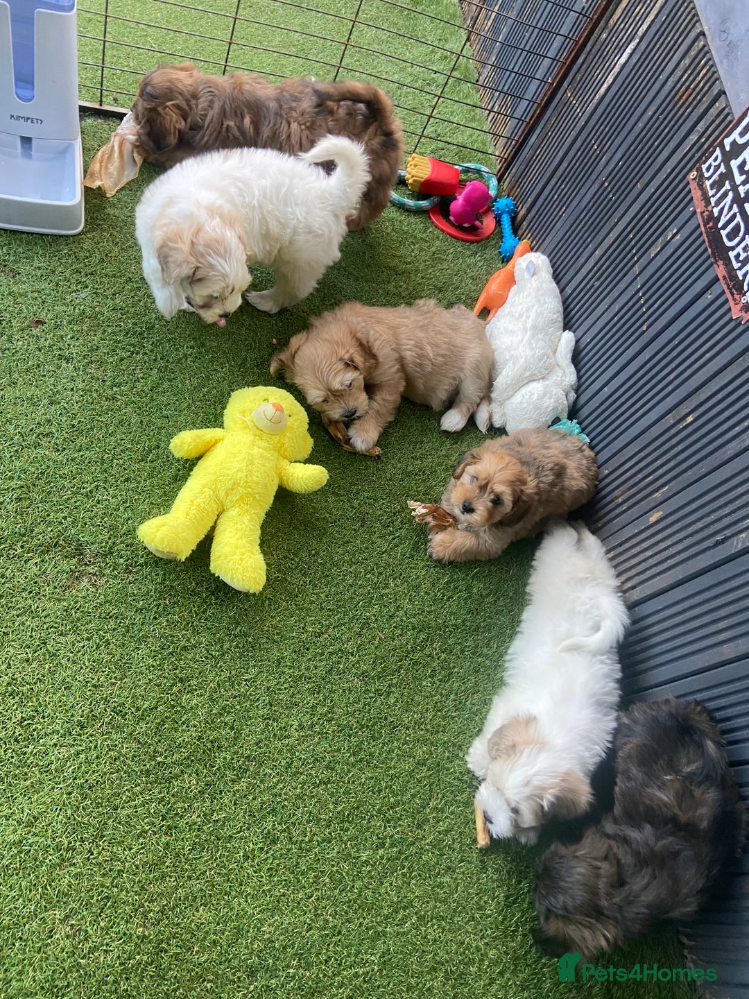 Lhasapoo dogs for sale: Lhasapoo puppies - Image 5