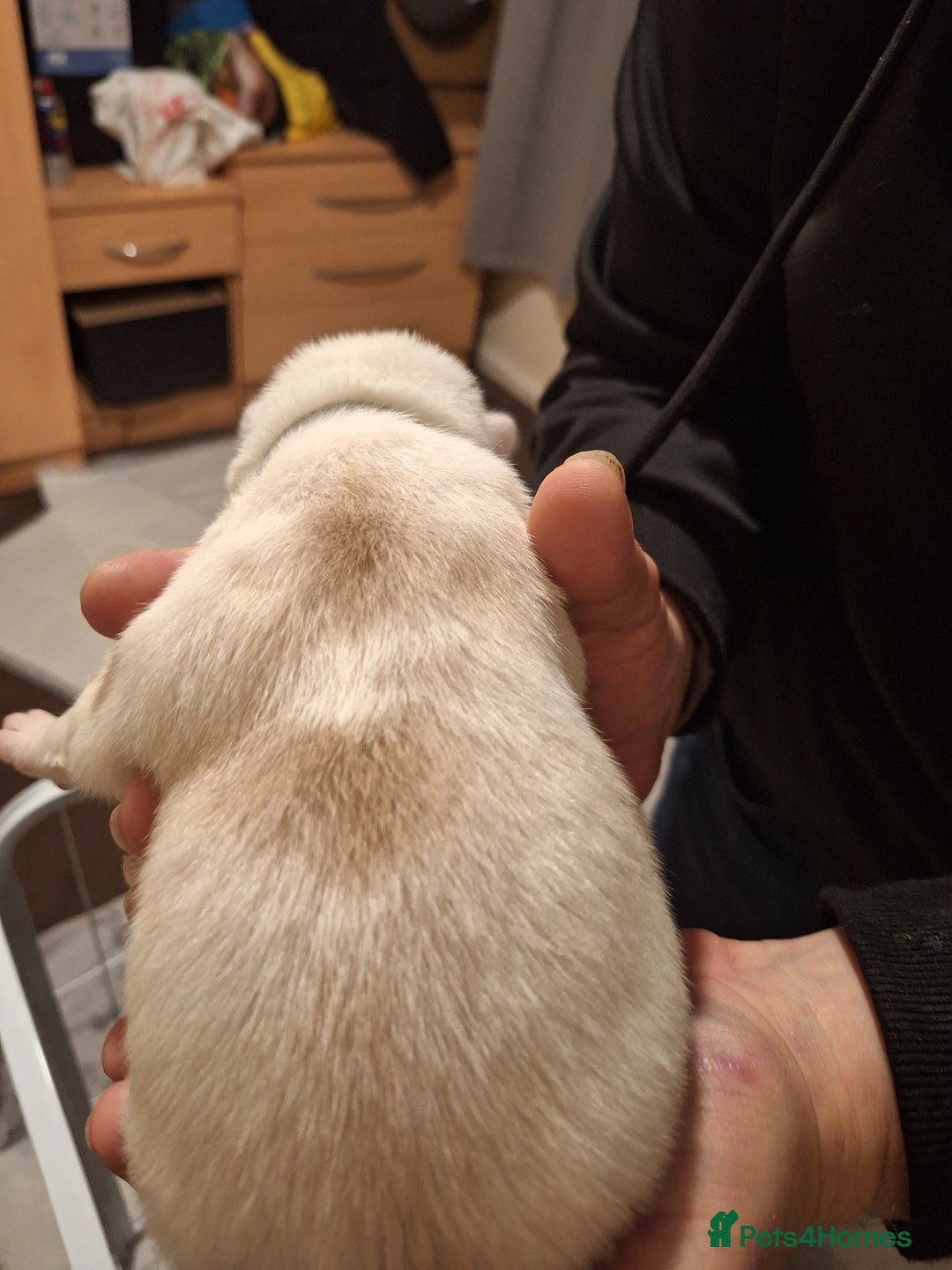 Siberian Husky dogs for sale: 7 SIBERIAN HUSKYS, 4 BOYS, 3 GIRLS - Advert 5