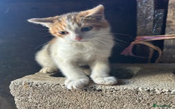 Mixed Breed cats for sale: Beautiful kittens for sale - Image 2
