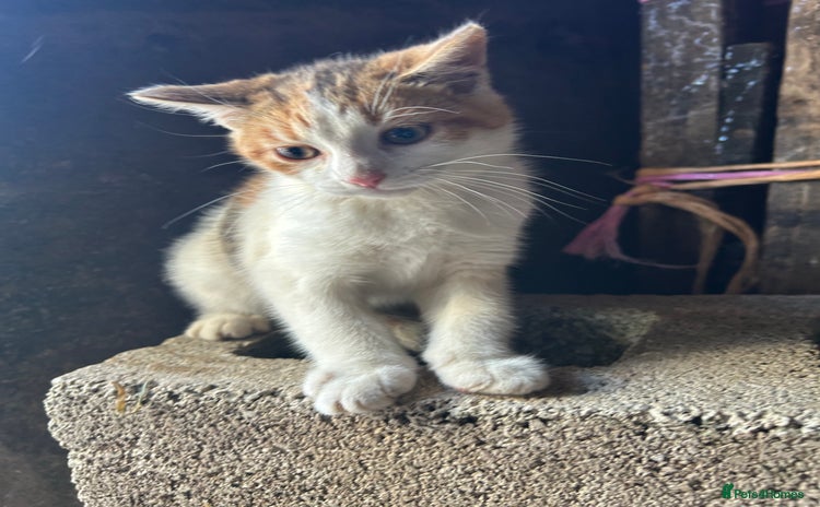 Mixed Breed cats - Advert 13