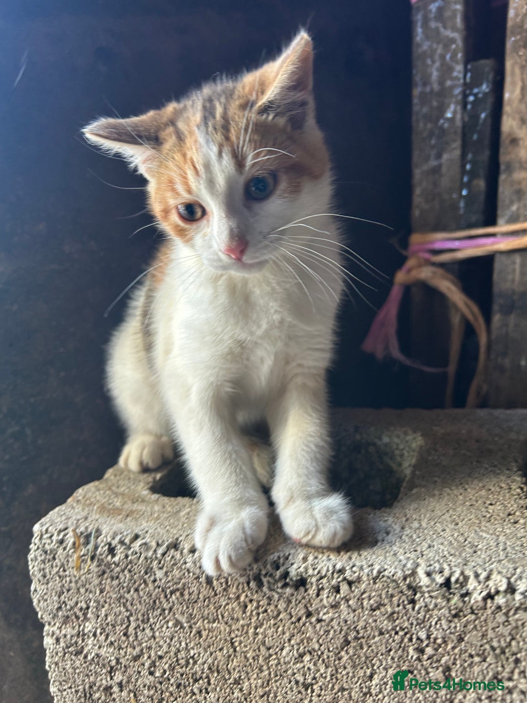 Mixed Breed cats for sale: Beautiful kittens for sale - Image 2