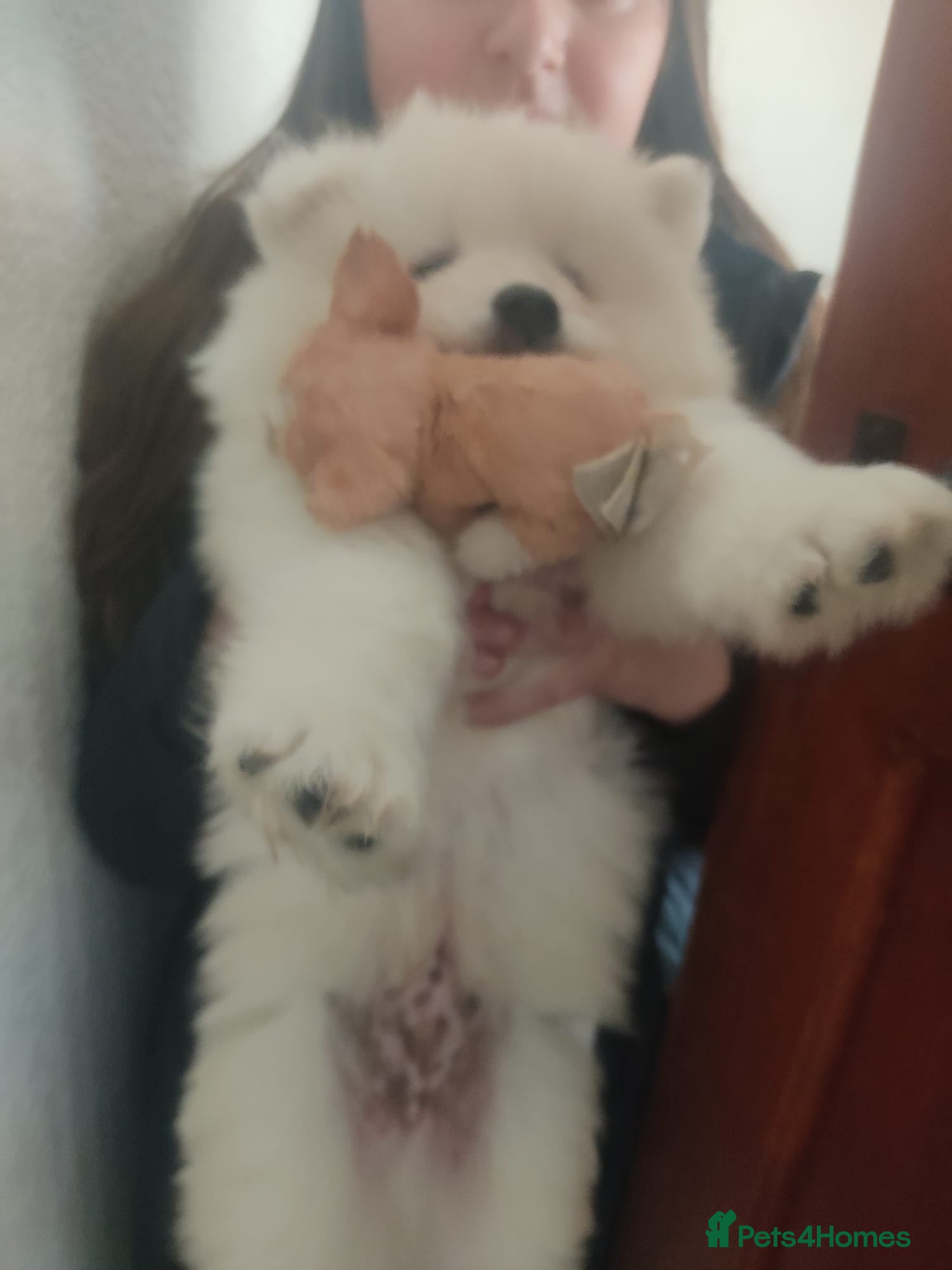 Samoyed dogs   8 KC Registered Samoyed Puppies Available - Advert 2