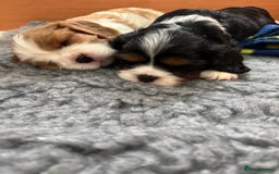 Cavalier King Charles Spaniel dogs for sale: Cavalier King Charles spaniel puppies - Image 11