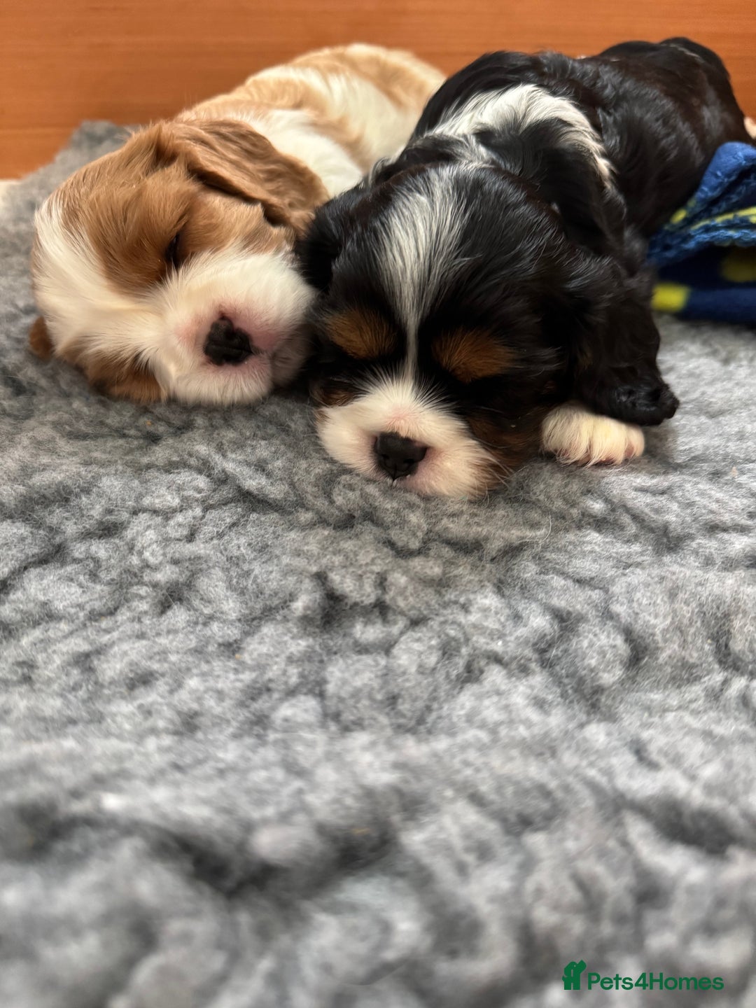 Cavalier King Charles Spaniel dogs for sale: Cavalier King Charles spaniel puppies - Image 11