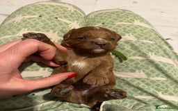 Cavapoo dogs for sale: Cavapoo puppies fully health tested parents - Image 31