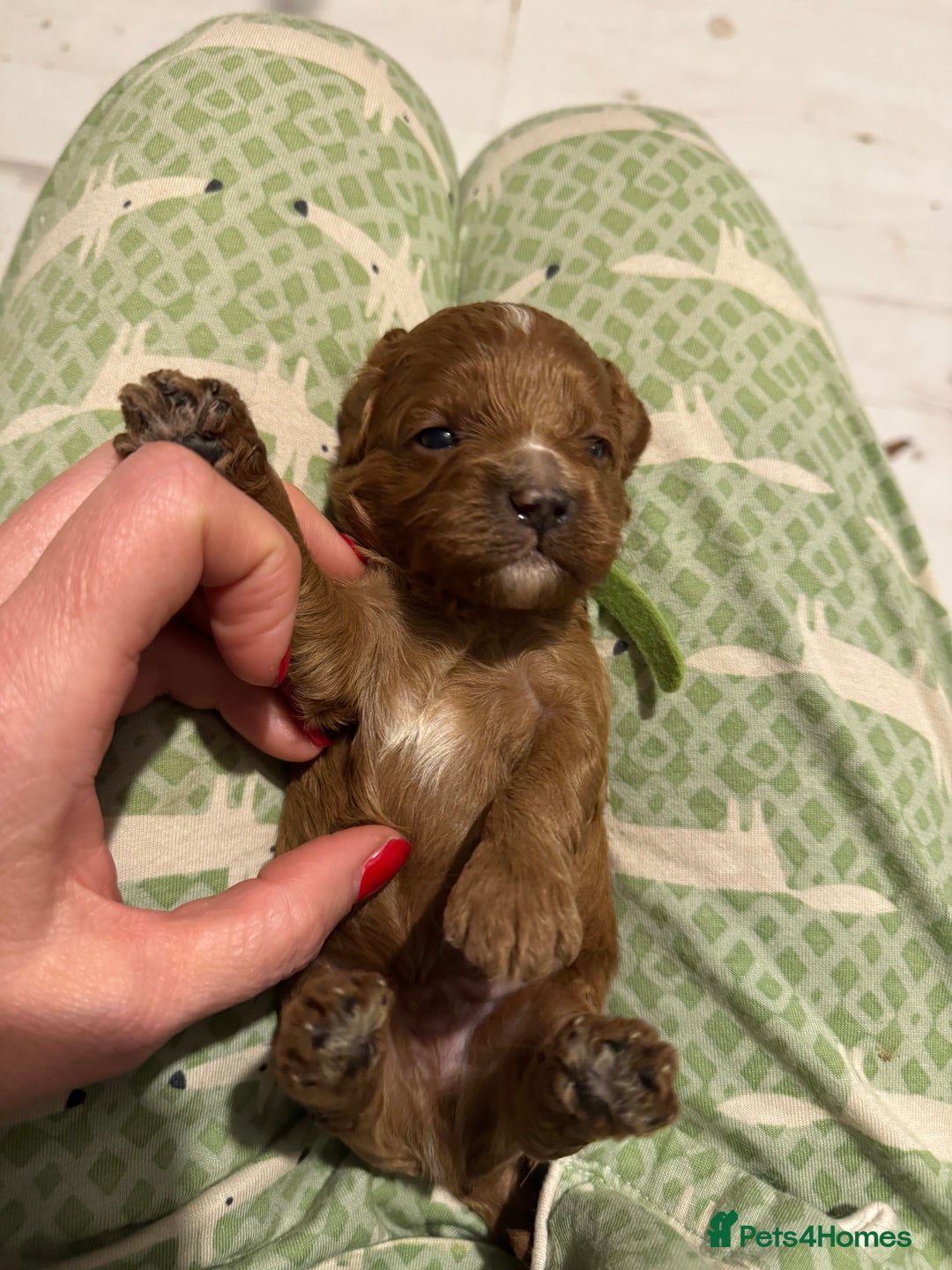 Cavapoo dogs for sale: Cavapoo puppies fully health tested parents - Image 31