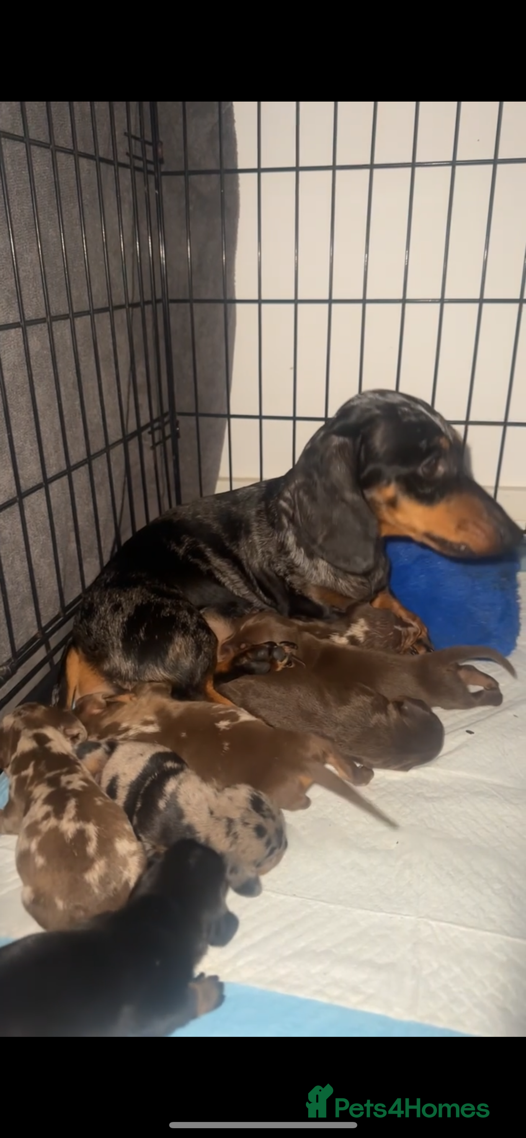Miniature Dachshund dogs for sale: KC registered miniature dachshund For sale  - Image 8