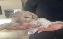 Mixed Breed dogs for sale: Cockapoo/poochon - Image 6
