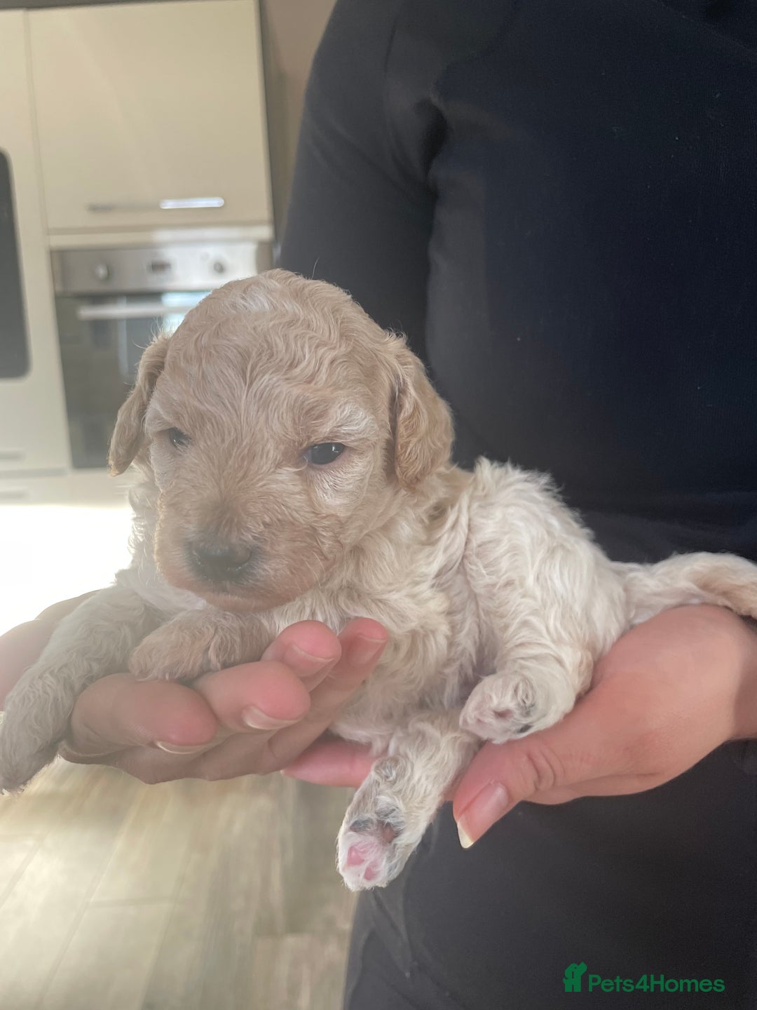 Mixed Breed dogs for sale: Cockapoo/poochon - Image 6
