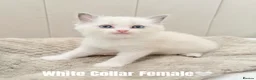 Ragdoll cats for sale: Five Beautiful Ragdoll Kittens Now Available🤍 - Advert 16