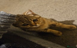 Scottish Fold cats for sale: Full pedigree Scottish Fold kitt(ready to go now)  - Image 15