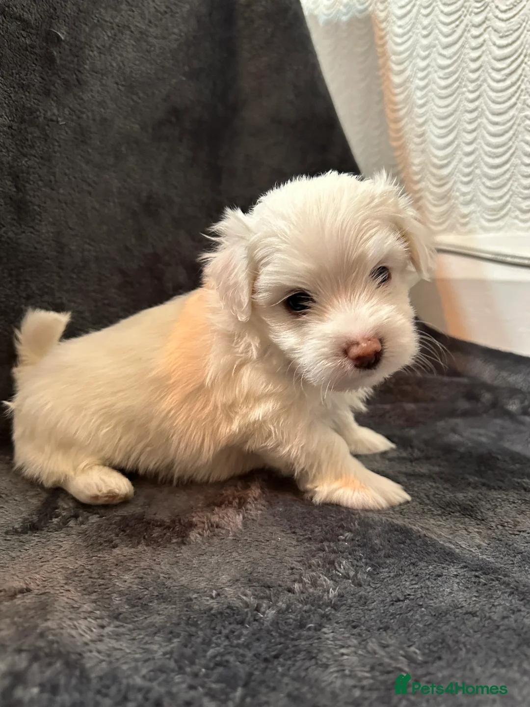 Bichon Frise dogs for sale: Adorable Bichon Frise Puppies - Advert 21