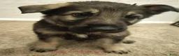 German Shepherd dogs for sale:  German shepherd pups for sale - Advert 11