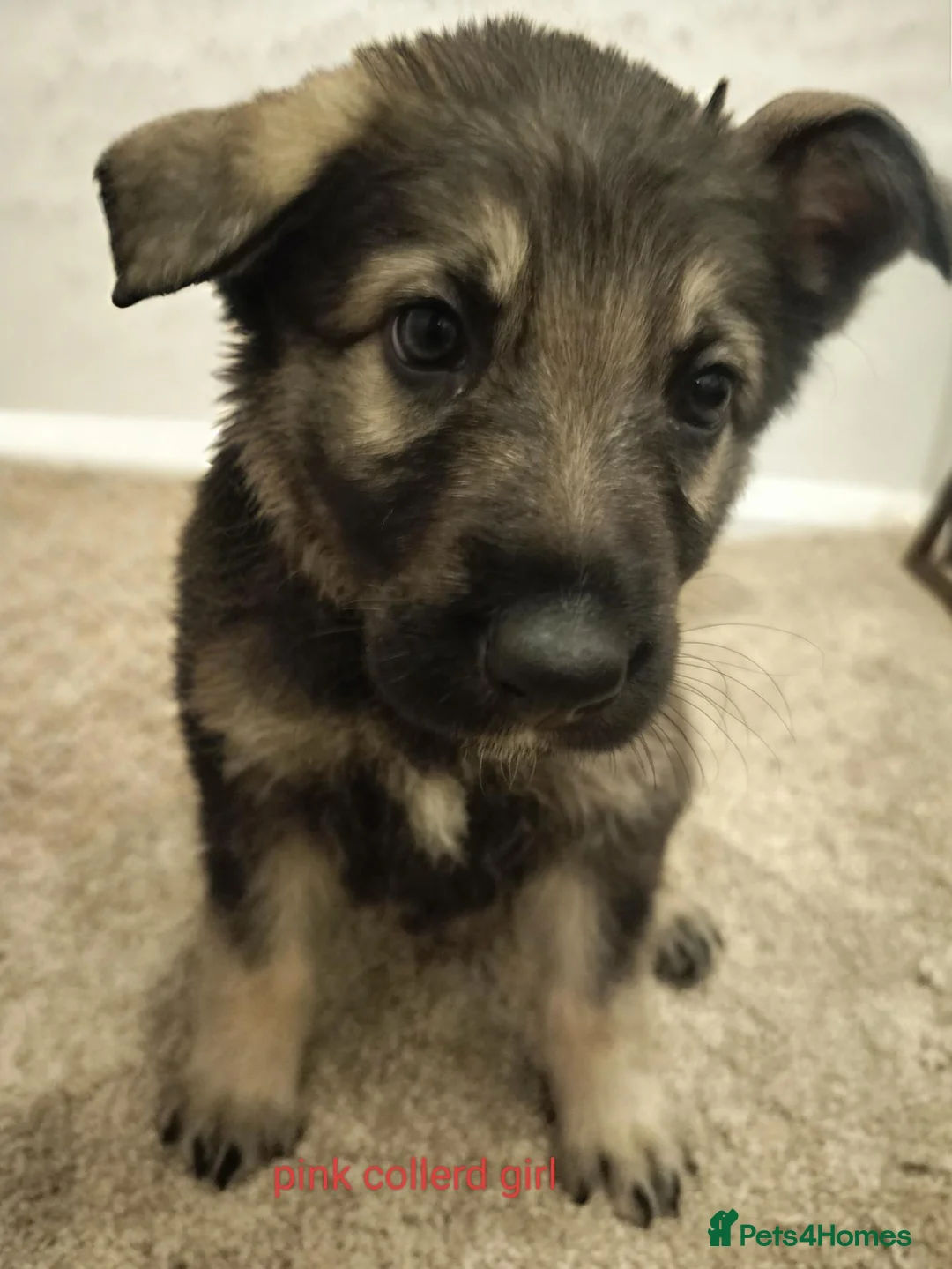 German Shepherd dogs for sale:  German shepherd pups for sale - Advert 11