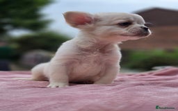 French Bulldog dogs for sale: Fluffy french bulldogs carrying Pink - Image 15