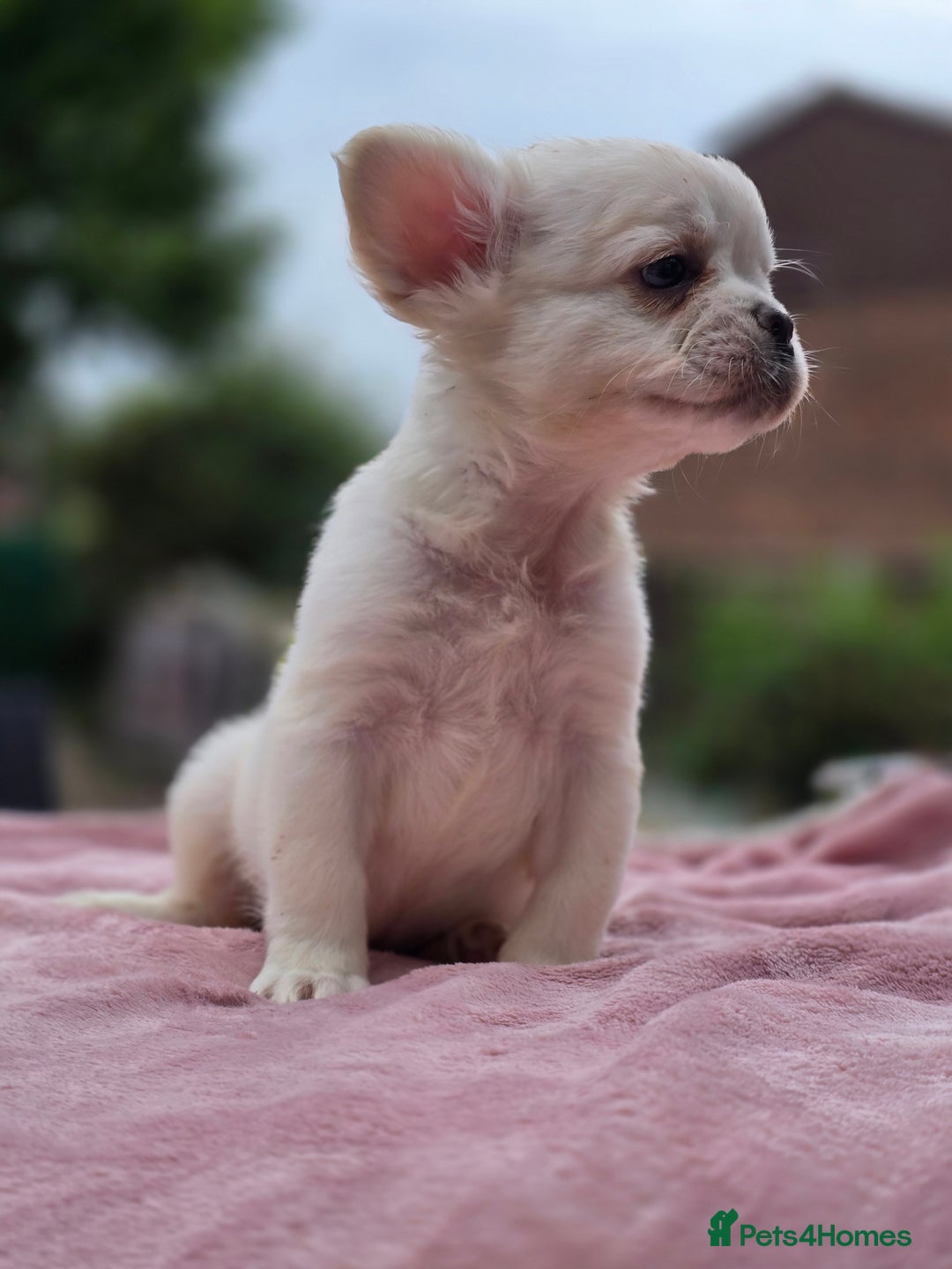 French Bulldog dogs for sale: Fluffy french bulldogs carrying Pink - Image 15