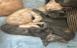 Ragdoll cats for sale: 6 beautiful well loved kittens. 2 girls remaining - Image 26