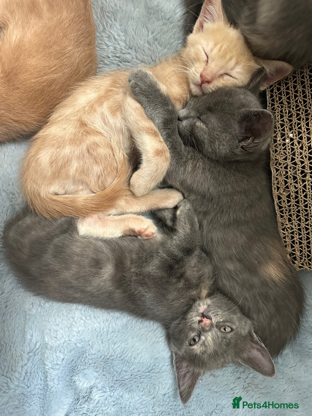 Ragdoll cats for sale: 6 beautiful well loved kittens. 2 girls remaining - Image 26