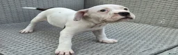 Staffordshire Bull Terrier dogs for sale: Beautiful Long-legged Staffy Puppies  in Dartford - Advert 9