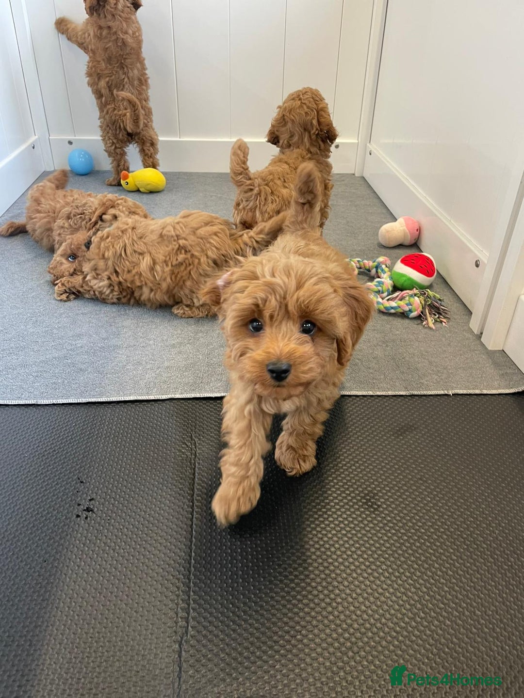 Cockapoo dogs for sale: F2 Cockerpoos Ready for their new homes. - Advert 11