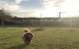 Labradoodle dogs for stud: Stunning proven Red KC Miniature Poodle in Cannock - Image 15