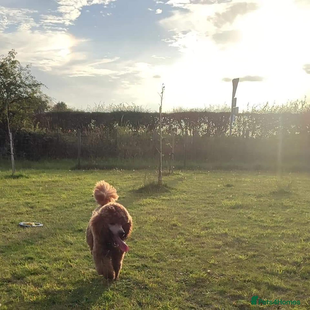 Labradoodle dogs for stud: Stunning proven Red KC Miniature Poodle in Cannock - Image 15