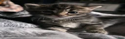 Maine Coon cats for sale: Gorgeous main coon cross babies - Advert 6