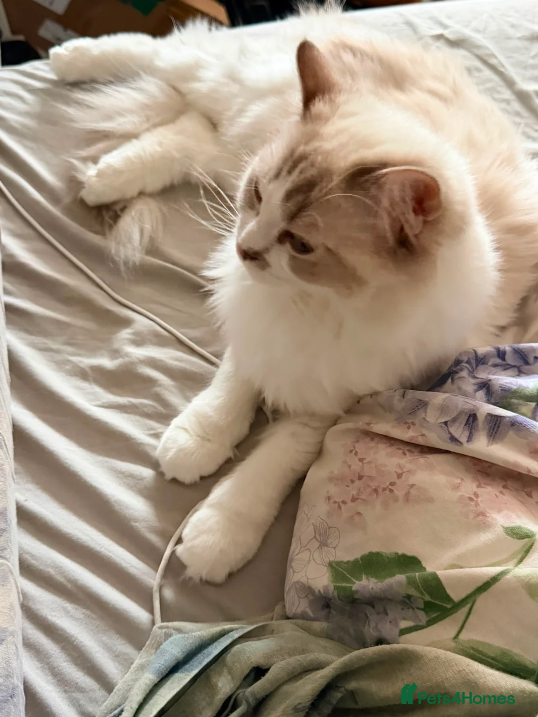 Ragdoll cats for sale: Pure tica ragdoll kittens  - Advert 8
