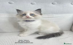 Ragdoll cats for sale: 🐾Stunning Ragdoll Kittens🧬DNA🏆ChampParents🐾 - Image 5