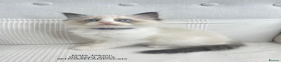 Ragdoll Kitten 5 - Purple