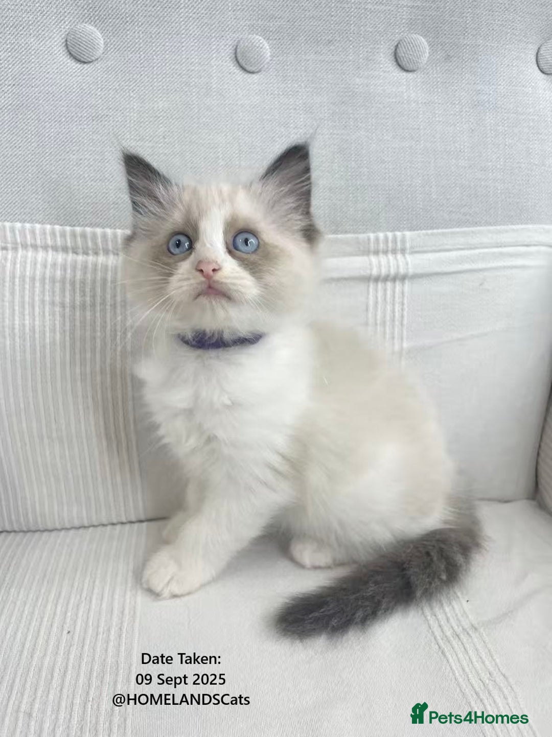 Ragdoll cats for sale: 🐾Stunning Ragdoll Kittens🧬DNA🏆ChampParents🐾 - Image 5
