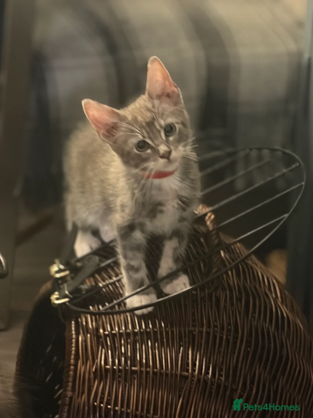 Maine Coon cats for sale: Maine Coon x BSH kittens  - Advert 19