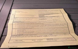 Turtle reptiles for sale: Spur-thighed Tortoise - Image 4