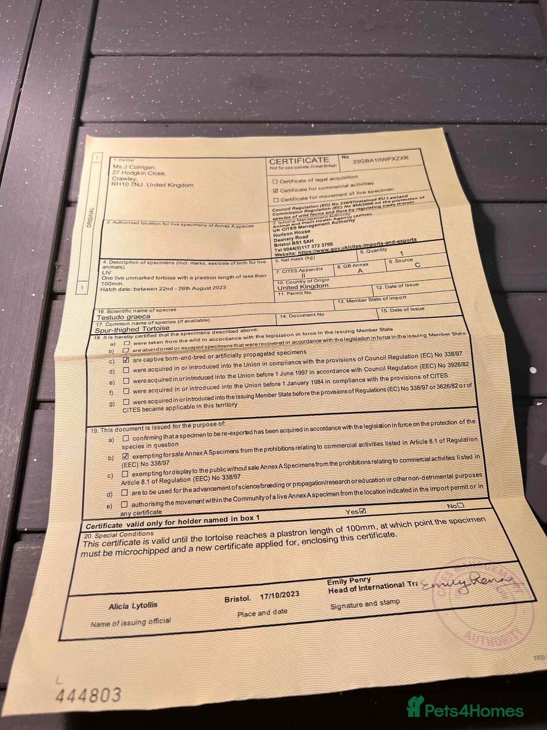 Turtle reptiles for sale: Spur-thighed Tortoise - Image 4