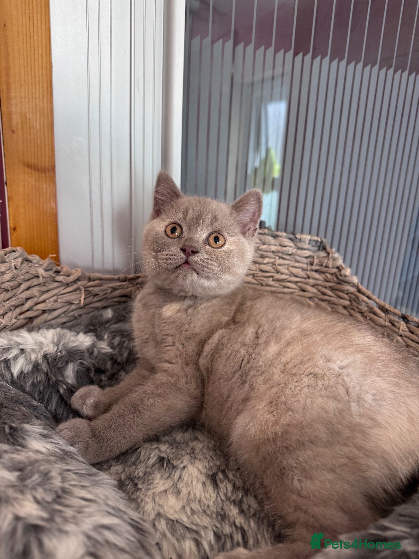 British Shorthair cats Cream British shorthair - only one girl left  - Advert 20