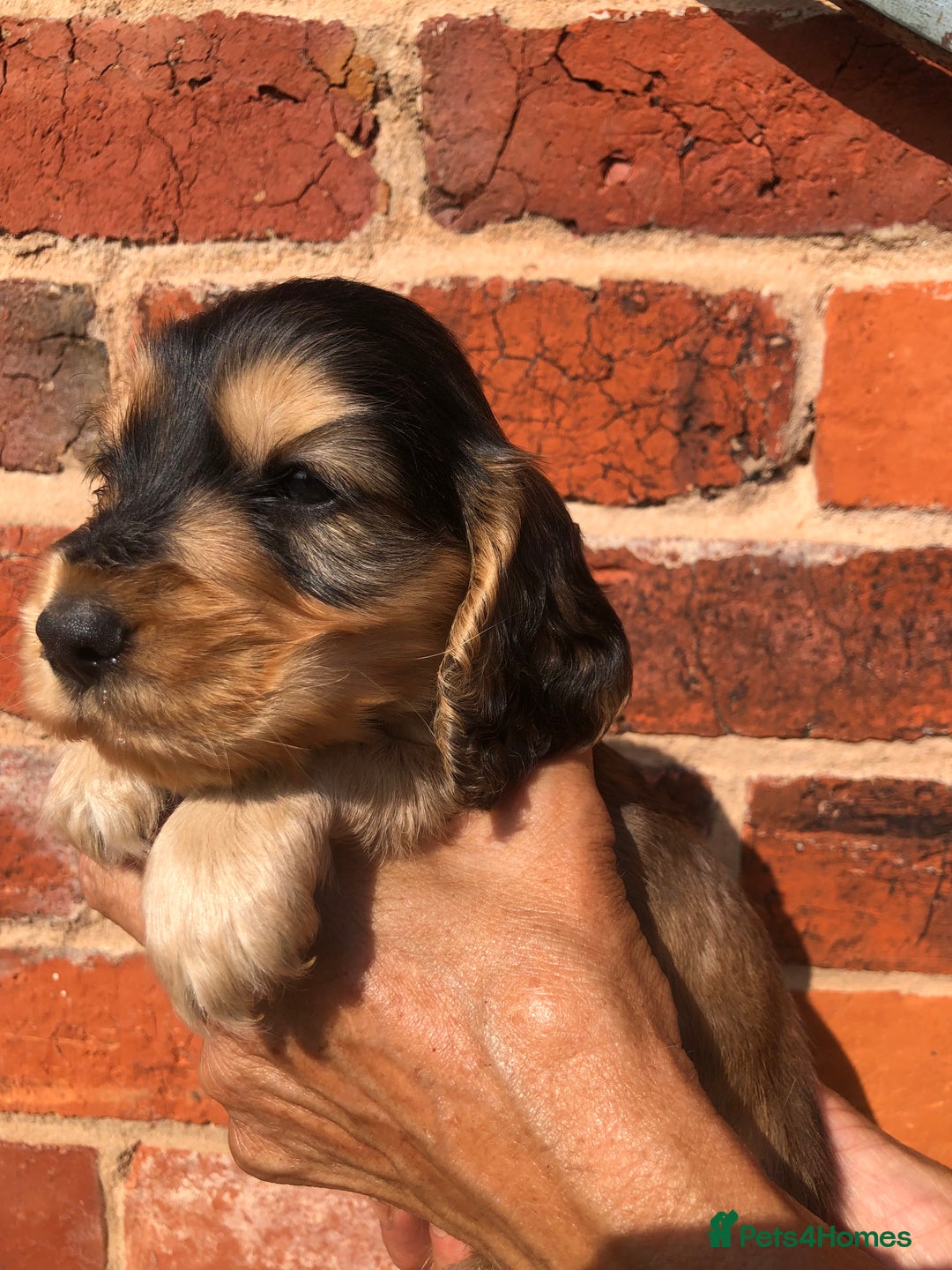 Cocker Spaniel dogs for sale: Pure beautiful show cocker spaniel puppies  - Image 4