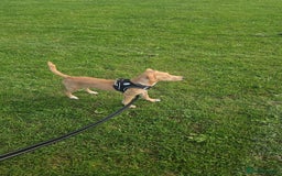 Mixed Breed dogs for sale: Patterdale whippet cross - Image 4