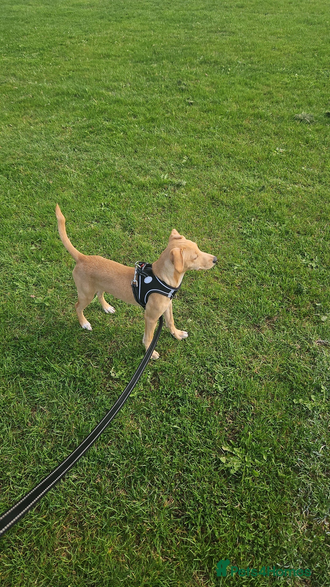 Mixed Breed dogs for sale: Patterdale whippet cross - Image 4