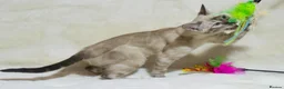Bengal cats for sale: Ready to Leave – TICA Registered Snow Bengal Girl - Advert 3